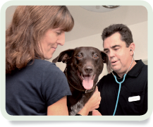 Schwester Doktor Hund